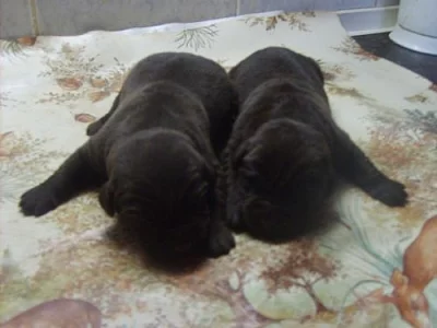 Flat Coated Retriever