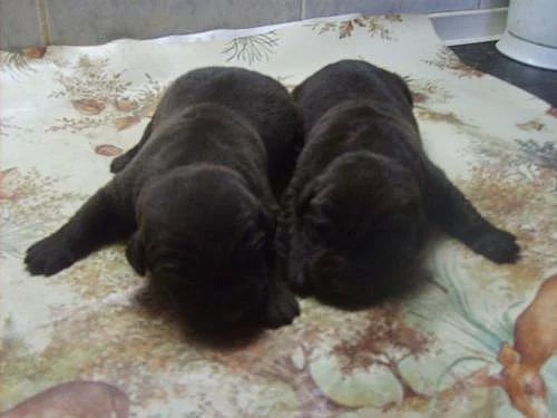 Flat Coated Retriever