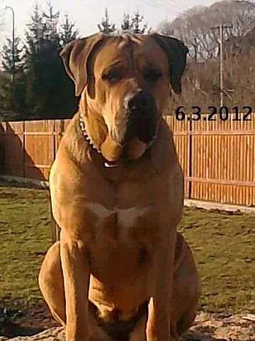 Rezervace Tosa Inu