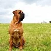 Rezervace Tosa Inu