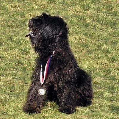 Alikův pohár 2013