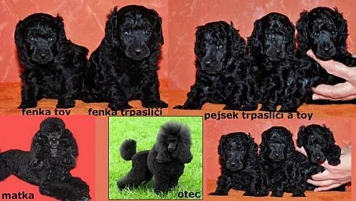 Pudl toy/trpasličí černý s PP nar. 09.03.2013
