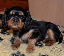 kavalír king charles španěl