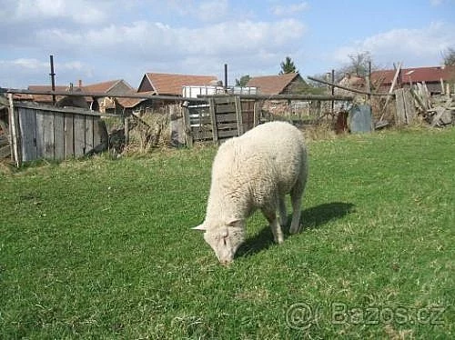 odeberu veškerou nabídnutou ovčí vlnu