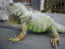 Leguán zelený