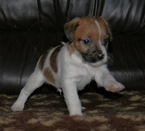 Parson Russell Terrier - štěňátka s PP
