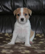 Parson Russell Terrier - štěňátka s PP