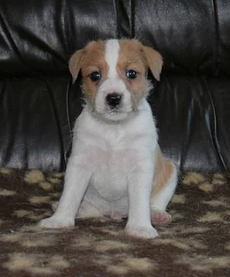 Parson Russell Terrier - štěňátka s PP