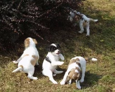 Parson Russell Terrier - štěňátka s PP