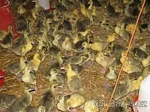 Housata,kuřata a další drůbež