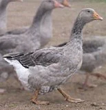Housata,kuřata a další drůbež
