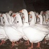 Housata,kuřata a další drůbež