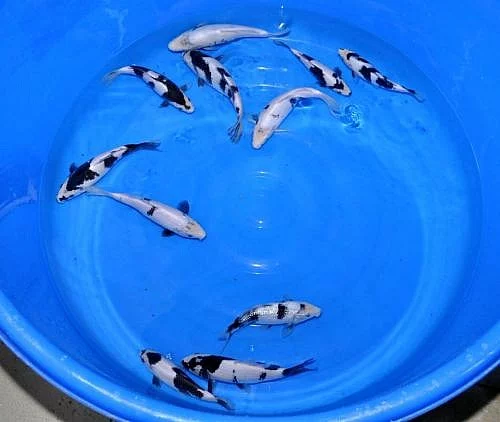 KOI JAPAN a JESETER