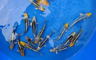 KOI JAPAN a JESETER