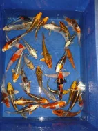 KOI JAPAN a JESETER