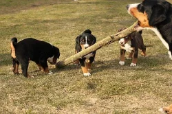 Prodám štěně appenzellského salašnického psa s PP 