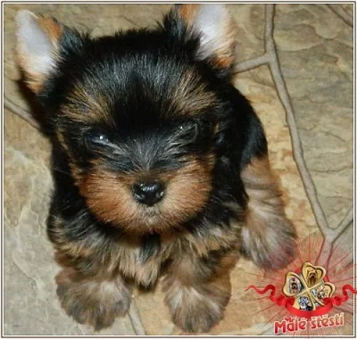 Yorkshire terrier s PP