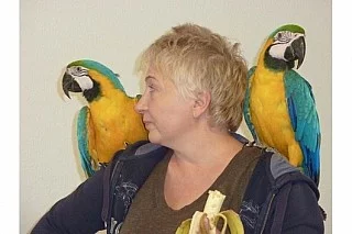 pěkné a krásné zlato a modré papoušek papoušci pro