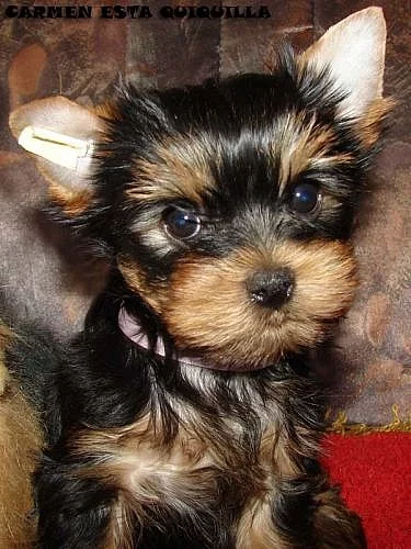 Štěňátka – fenky YORKSHIRE TERRIER