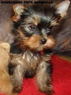Štěňátka – fenky YORKSHIRE TERRIER