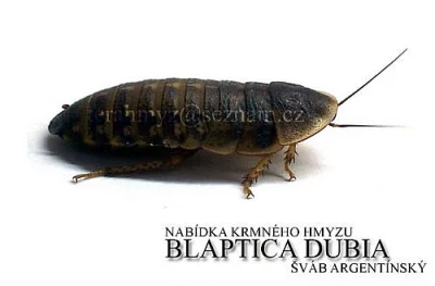 Nabídka krmného hmyzu - Blaptica dubia | šváb arge