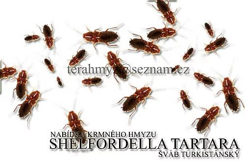 Nabídka krmného hmyzu - Shelfordella tartara ( čok