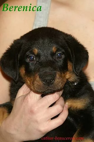Berenica beauceron s PP ochránce domova