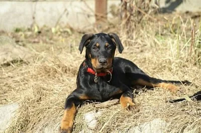 Berenica beauceron s PP ochránce domova