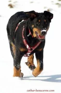 Berenica beauceron s PP ochránce domova
