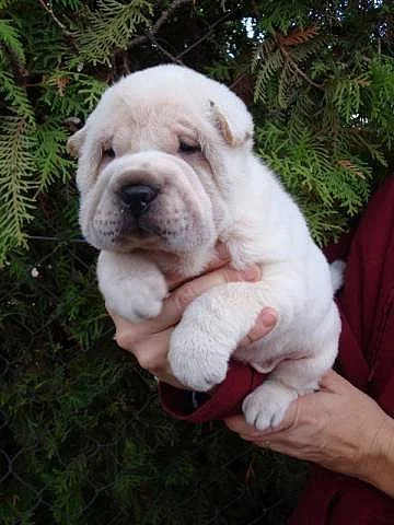 ŠARPEJ, Shar-pei