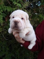 ŠARPEJ, Shar-pei