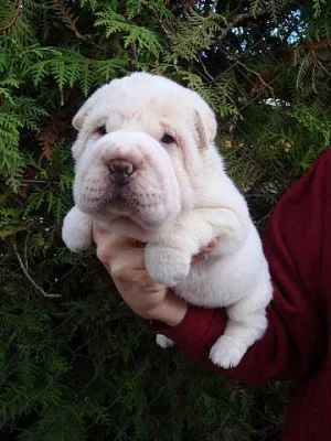 ŠARPEJ, Shar-pei