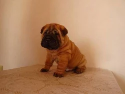 ŠARPEJ, Shar-pei