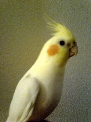 korela s klecí