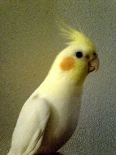 korela s klecí