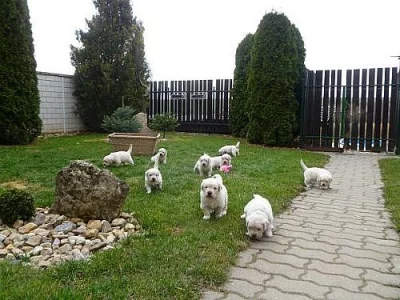 Zlatý retriever
