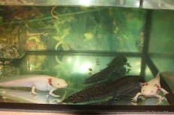 Axolotl mexický