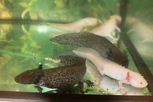 Axolotl mexický