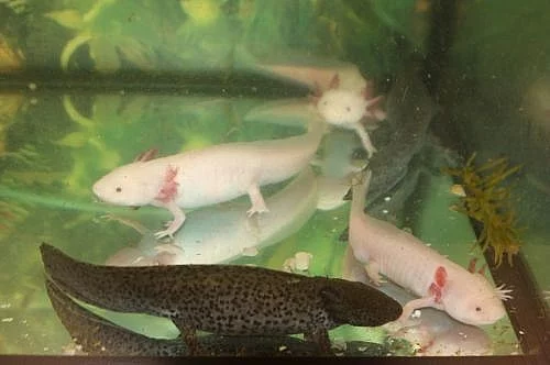 axolotl mexický