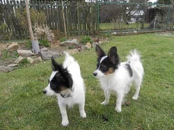 Papillon štěňátka s PP