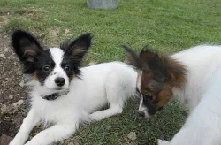 Papillon štěňátka s PP