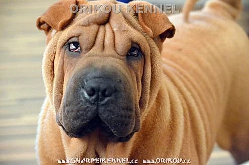 štěňata šarpej s PP / shar-pei