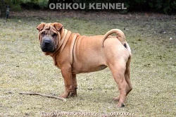 štěňata šarpej s PP / shar-pei