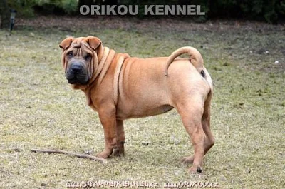 štěňata šarpej s PP / shar-pei