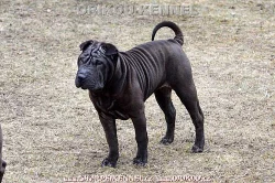 štěňata šarpej s PP / shar-pei