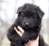 Belgický ovčák GROENENDAEL s PP