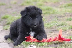 Belgický ovčák GROENENDAEL s PP