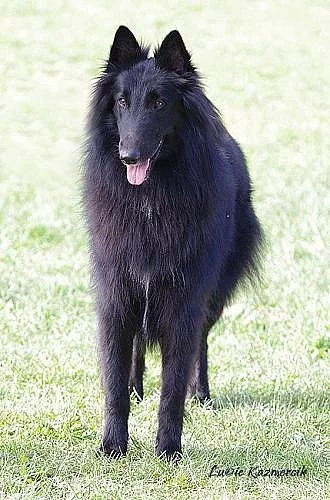 Belgický ovčák GROENENDAEL s PP