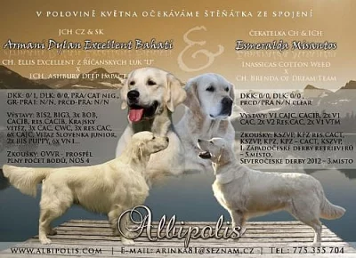 ŠTĚŇÁTKA - ZLATÝ RETRIEVER s PP