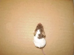 Barevné myši na ochočení nebo do chovu.